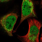 Immunofluorescent staining of human cell line U-2 OS shows localization to nucleoplasm & mitochondria.