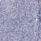 Immunohistochemical staining of human pancreas shows no positivity in exocrine glandular cells as expected.