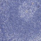 Anti-SLC1A3 Antibody