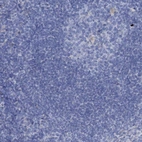 Immunohistochemical staining of human lymph node shows no positivity in non-germinal center cells.