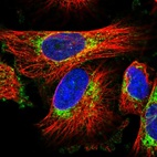 Anti-SLC1A3 Antibody