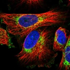 Immunofluorescent staining of human cell line U-251 MG shows localization to mitochondria.