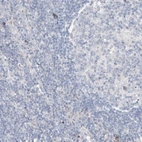 Immunohistochemical staining of human lymph node shows no positivity as expected.