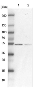 Lane 1: NIH-3T3 cell lysate (Mouse embryonic fibroblast cells)_br/_Lane 2: NBT-II cell lysate (Rat Wistar bladder tumour cells)