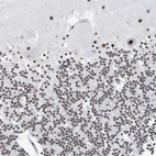 Immunohistochemical staining of human cerebellum shows strong nuclear positivity in all layers.