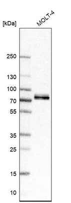 Western blot analysis in human cell line MOLT-4.