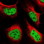 Immunofluorescent staining of human cell line U-2 OS shows localization to nucleoplasm.