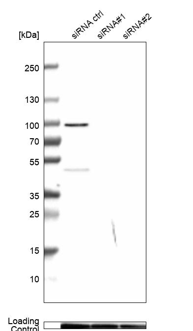 Anti-MICU1 Antibody