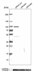 Anti-MICU1 Antibody