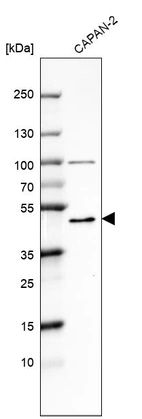 Western blot analysis in human cell line CAPAN-2.
