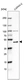 Anti-MICU1 Antibody