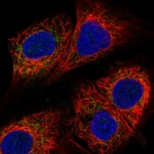 Immunofluorescent staining of human cell line A549 shows localization to mitochondria.