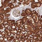 Anti-MICU1 Antibody