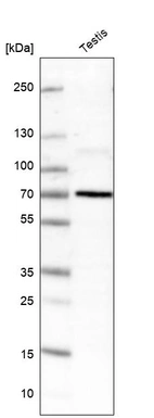 Western blot analysis in human testis tissue.