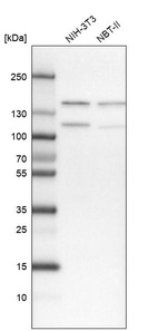Western blot analysis in mouse cell line NIH-3T3 and rat cell line NBT-II.