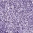 Immunohistochemical staining of human lymph node shows no positivity in non-germinal center cells as expected.