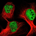 Immunofluorescent staining of human cell line U-2 OS shows localization to nucleoplasm.
