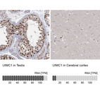 Anti-UIMC1 Antibody