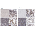 Immunohistochemical staining of human cerebral cortex, gastrointestinal, lymphoid tissues and testis using Anti-UIMC1 antibody HPA037503 (A) shows similar protein distribution across tissues to independent antibody HPA037504 (B).