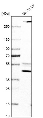 Western blot analysis in human cell line SH-SY5Y.