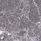 Immunohistochemical staining of human lymph node shows moderate nuclear positivity in non-germinal center cells.