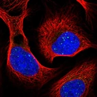 Immunofluorescent staining of human cell line U-2 OS shows localization to nuclear bodies.