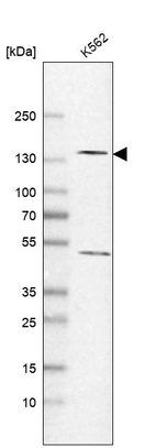 Anti-POLR2B Antibody