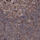 Immunohistochemical staining of human lymph node using Anti-DDO antibody HPA037526.