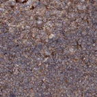 Immunohistochemical staining of human lymph node using Anti-DDO antibody HPA037526.