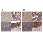 Immunohistochemical staining of human cerebral cortex, colon, lymph node and urinary bladder using Anti-DDO antibody HPA037525 (A) shows similar protein distribution across tissues to independent antibody HPA037526 (B).