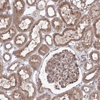 Immunohistochemical staining of human kidney shows high expression.
