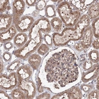 Immunohistochemical staining of human kidney shows high expression.