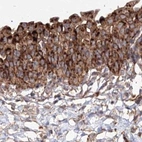 Immunohistochemical staining of human urinary bladder using Anti-DDO antibody HPA037525.