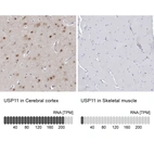 Anti-USP11 Antibody