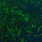 Immunofluorescence staining of mouse brain shows moderate to strong positivity in neurons in the cerebral cortex.