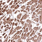 Immunohistochemical staining of human heart muscle shows high expression.