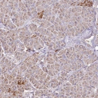 Immunohistochemical staining of human pancreas shows low expression as expected.