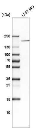 Western blot analysis in human cell line U-87 MG.