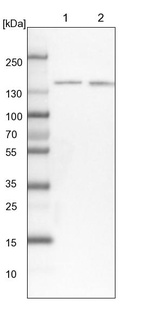 Lane 1: NIH-3T3 cell lysate (Mouse embryonic fibroblast cells)_br/_Lane 2: NBT-II cell lysate (Rat Wistar bladder tumour cells)