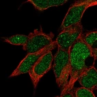 Immunofluorescent staining of human cell line HEK 293 shows localization to nucleus.