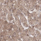 Immunohistochemical staining of human liver using Anti-MKRN2 antibody HPA037559.