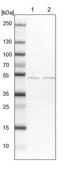 Lane 1: NIH-3T3 cell lysate (Mouse embryonic fibroblast cells)_br/_Lane 2: NBT-II cell lysate (Rat Wistar bladder tumour cells)