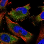 Immunofluorescent staining of human cell line U-251 MG shows localization to cytosol.