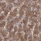 Immunohistochemical staining of human liver using Anti-MKRN2 antibody HPA037560.