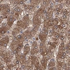 Immunohistochemical staining of human liver using Anti-MKRN2 antibody HPA037560.