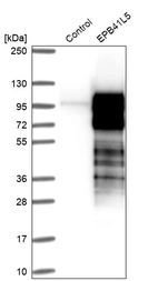 Western blot analysis in control (vector only transfected HEK293T lysate) and EPB41L5 over-expression lysate (Co-expressed with a C-terminal myc-DDK tag (~3.1 kDa) in mammalian HEK293T cells, LY412211).