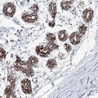 Anti-PYROXD2 Antibody