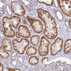 Anti-PYROXD2 Antibody