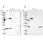 Western blot analysis using Anti-PYROXD2 antibody HPA037567 (A) shows similar pattern to independent antibody HPA037566 (B).