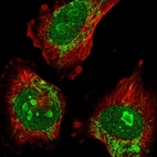 Immunofluorescent staining of human cell line U-251 MG shows localization to nucleus, nucleoli & mitochondria.
